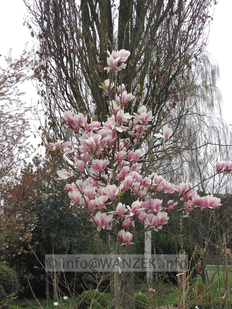 Magnolia soulangeana 01.JPG
